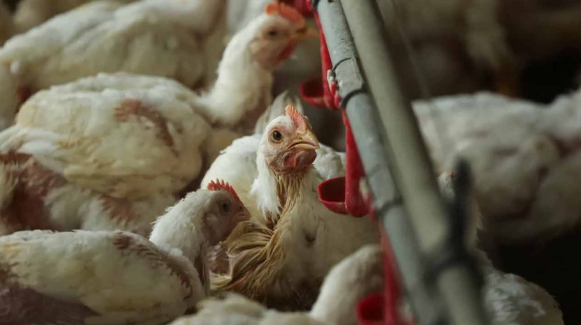 ইউরোপজুড়ে বার্ড ফ্লুর প্রাদুর্ভাব, দেশে দেশে পোলট্রি খামার লকডাউন