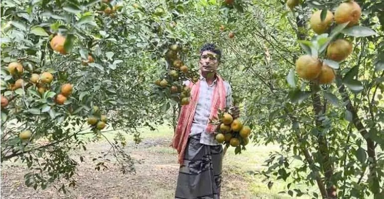 আমের দেশে চায়না কমলায় সফল সায়েম আলী
